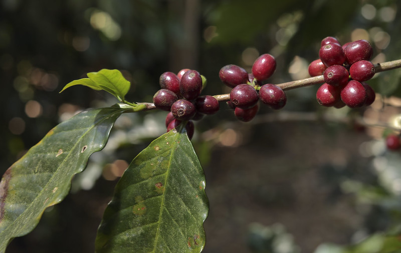 Káva Honduras